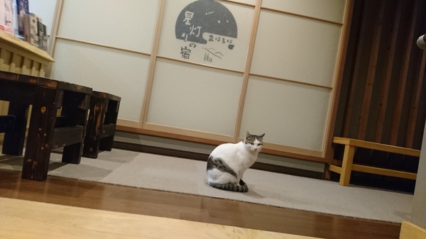 まほろばの猫